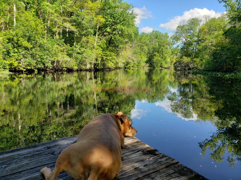 Dog on dock