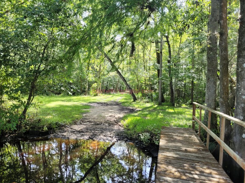 Dock in the woods