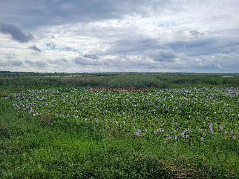 Swamp of flowers