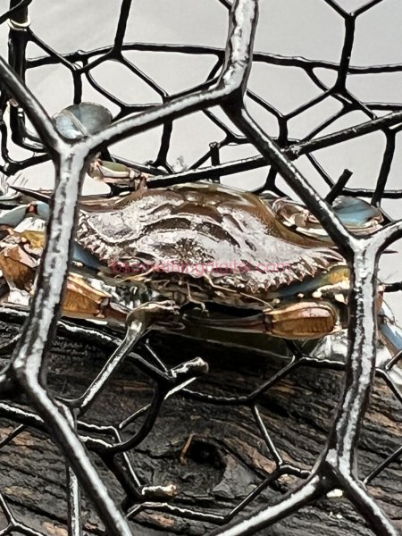 Blue crab trapped