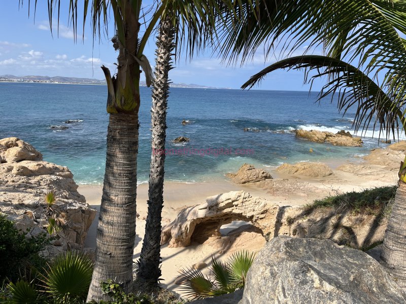 Palms and beach