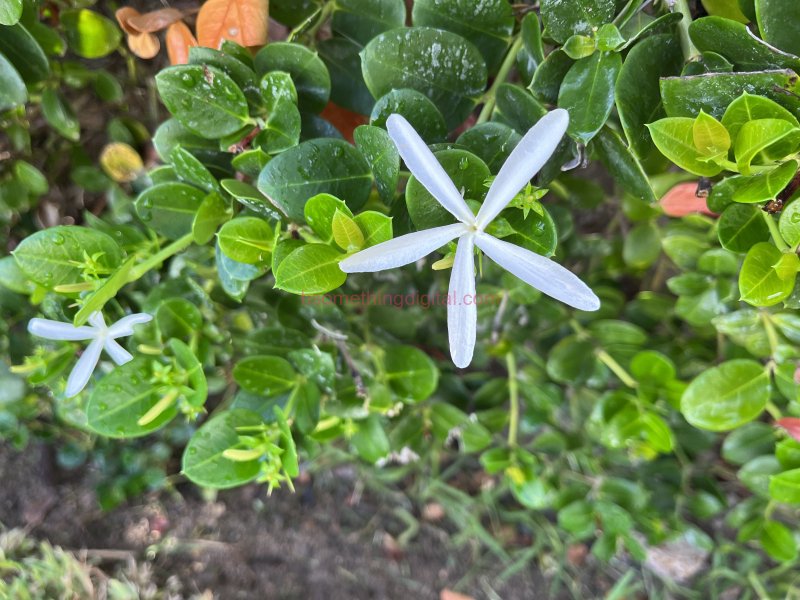 White flower