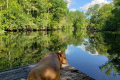 Dog on dock