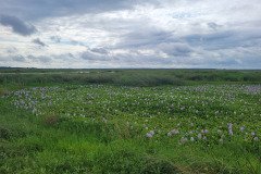 Swamp of flowers