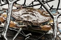 Blue crab trapped