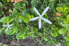 White flower