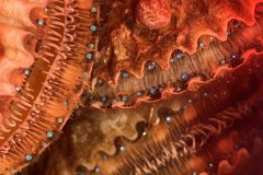 Scallops with eyes