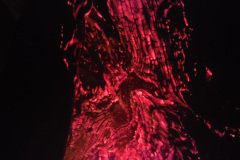 fire in tree3