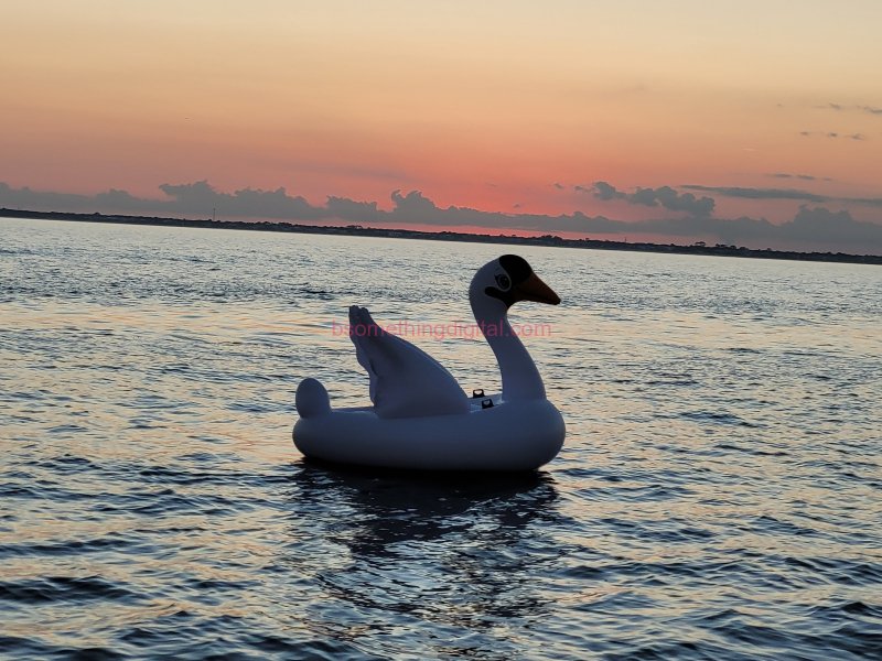 Ocean Swan