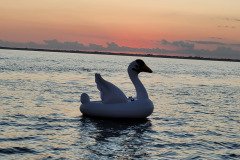Ocean Swan